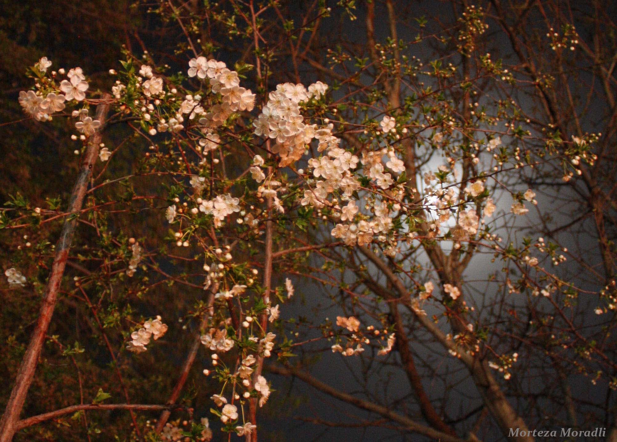 ماه در پشت شکوفه های آلبالو